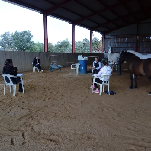 équi-coaching de groupe, réunion dans le manège avec les chevaux
