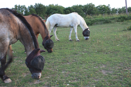 3 chevaux broutent paisiblement dans un pré, côte à côte.