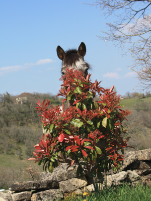 Keleye, cheval du club, vu en partie masqué par un massif de fleurs.