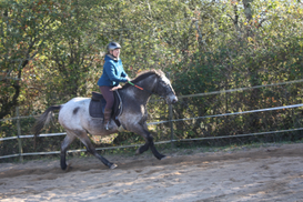 Cavalier sur son cheval lors d'un cours individuel en carrière